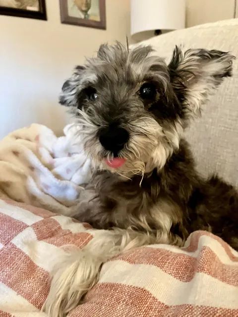 Decided it was time to add to our family. So we adopted this rare 13 year old pupper