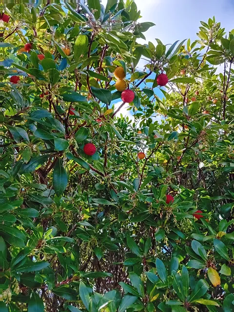 What is this shrub and is the fruit edible?