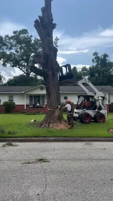 Felling a tree
