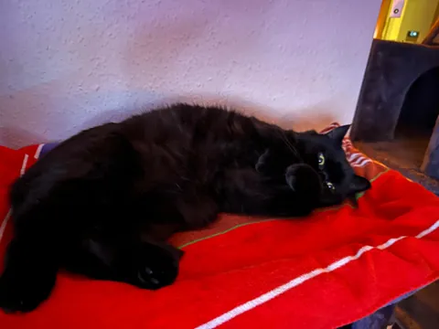 This little goober turned 4 years old today. He’s one of the most expressive cats I have seen.