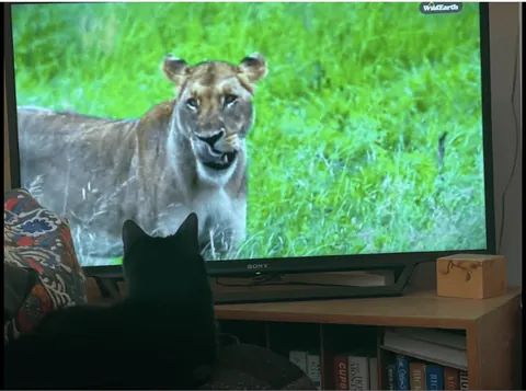 The Many Moods of Lola