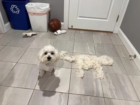 My dog and her twin shadow after her haircut