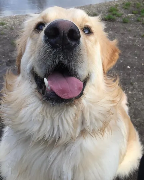 Milo’s nose has lost pigmentation as he’s gotten older