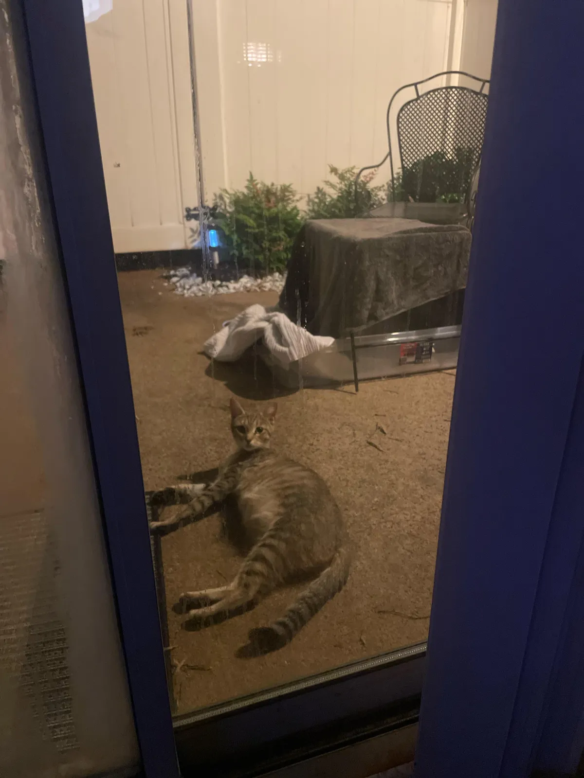 UPDATE ON THE PREGGORS CAT