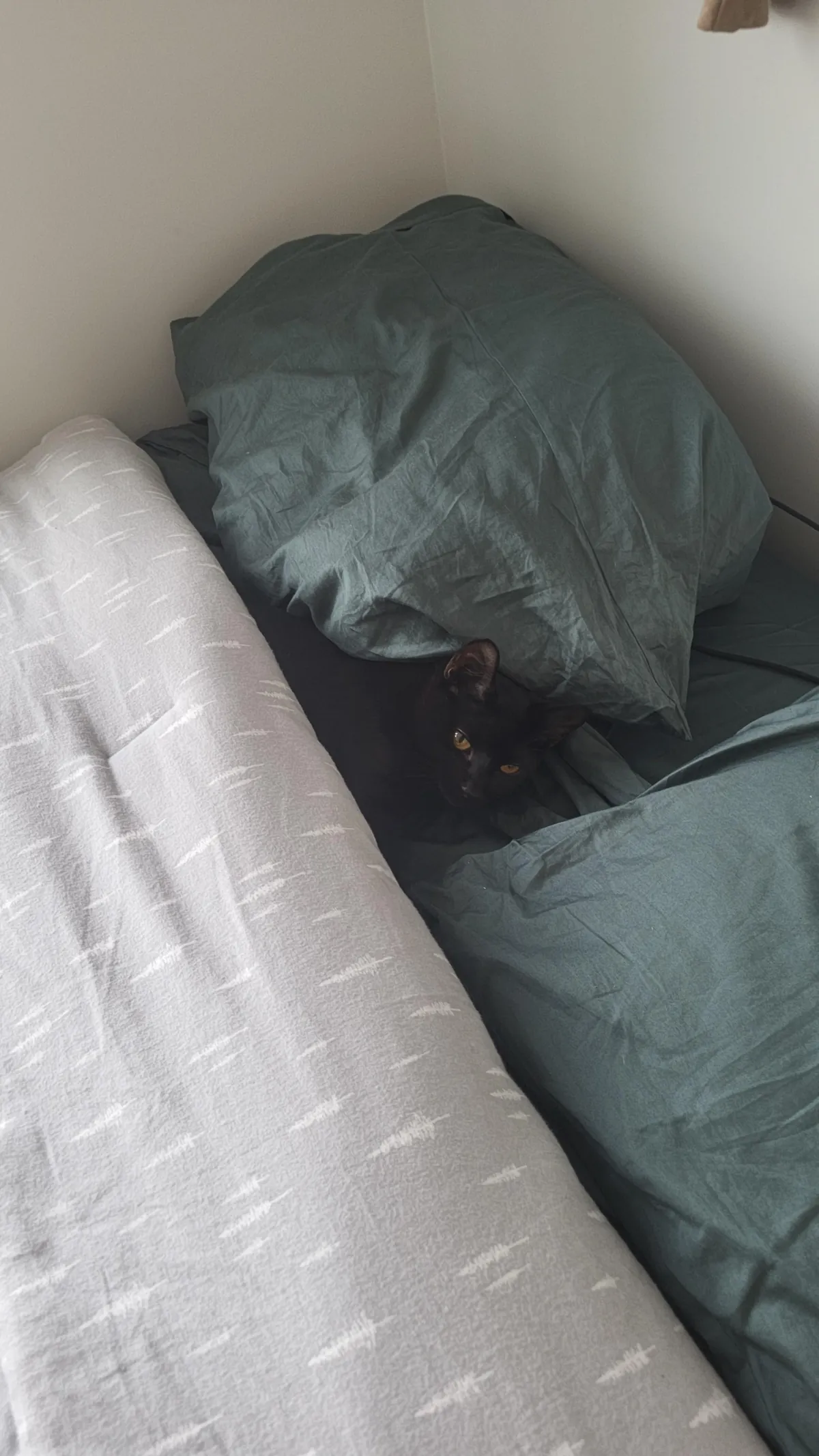 I got pumpkin a week ago, she's settling in well