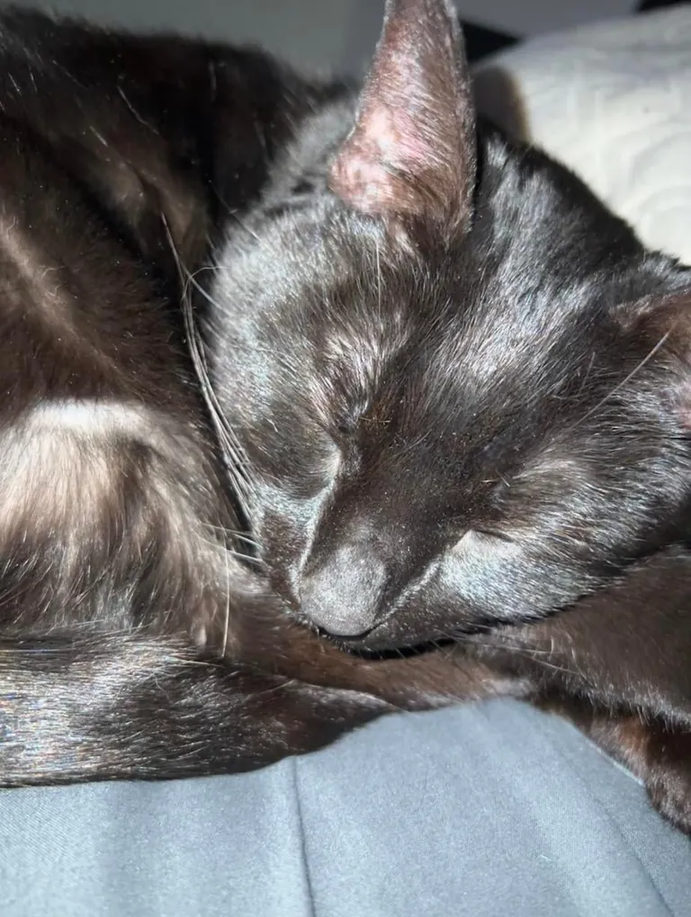 My soon to be 16 yr old girl. She’s been my best friend my entire life❤️ born a month before me, she’s been by my side through it all. Thought I’d share my girl with you all