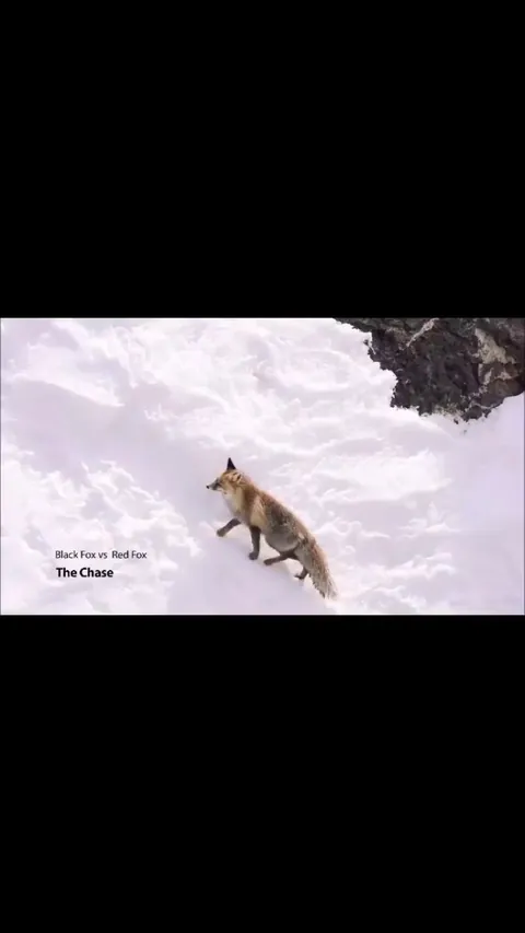 🔥 Melanistic Himalayan Red Fox fights rival on the Snowy Slopes of Kibber Valley, India