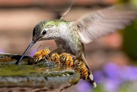 Hummingbird &amp; Honey bees sharing water.