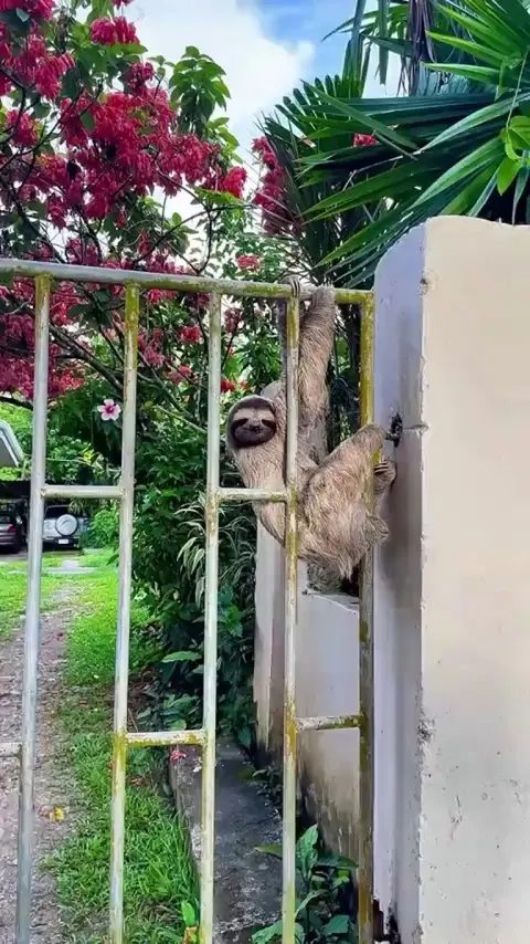 🦥 He doesn’t move fast, but that stare has a body count. 👀 👀