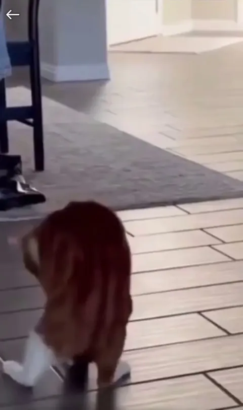 Basic Orange Cat Activities