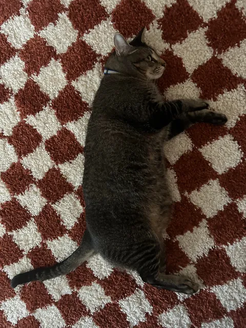 My first solo apartment - ATL, GA