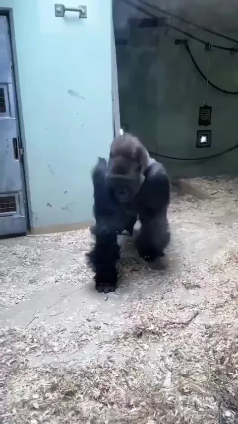 Gorilla Ballerina.
