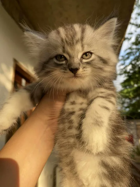 Say Hi to my cat 👋