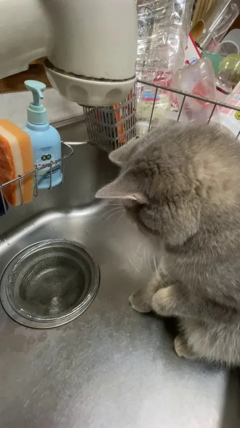 Braincell working overtime 🐈