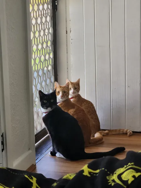 Can we go outside, dad?