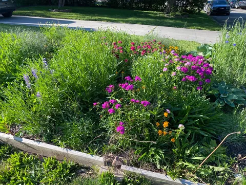 My wife doesn’t like what she calls my “chaos garden”.