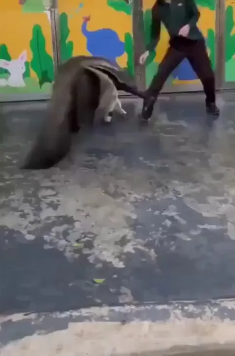 Friendly Anteater Playing With Caretaker