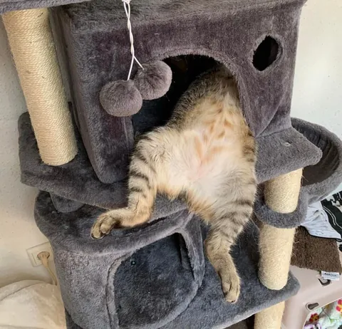 That sure is a way to use a cat tree