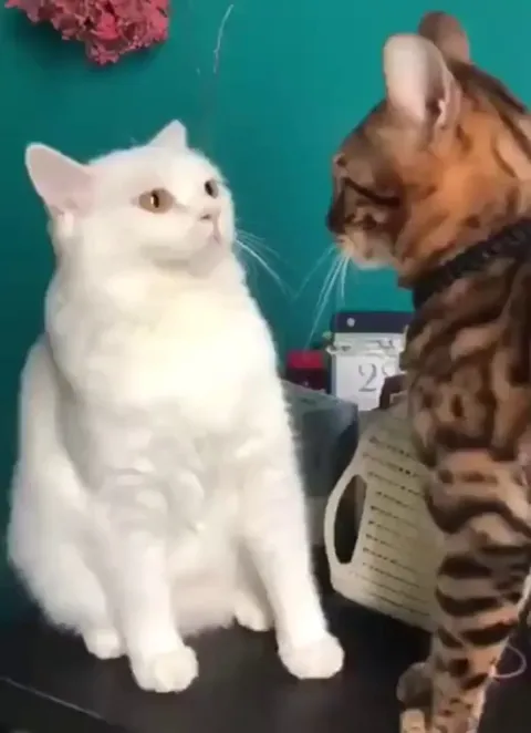 It's trying hard, just not hard enough.