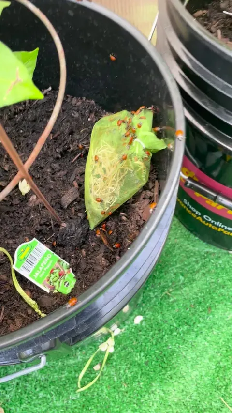 Natures tiny superhero’s 🐞