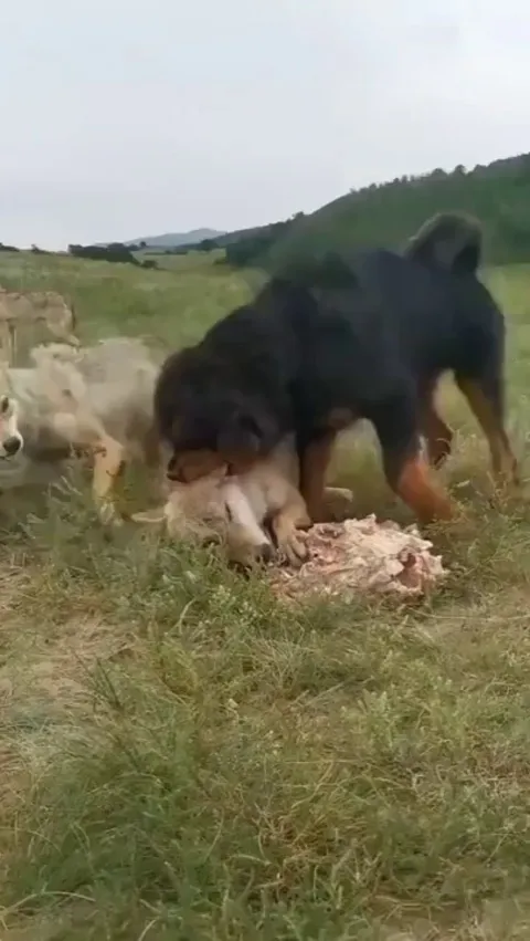 Tibetan Mastiff protects old wolf king from the pack