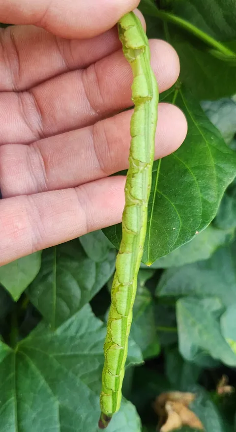 What's eating my black eye peas?