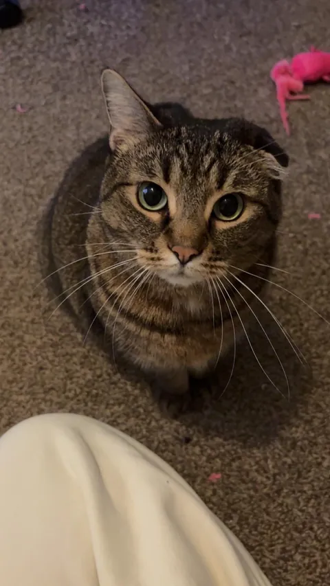 Do you ever just love your cat so much you cry??