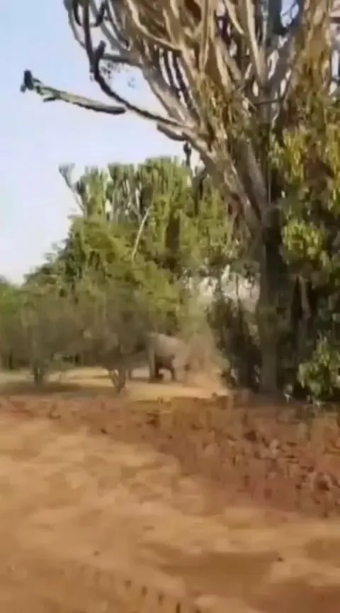 🔥 Elvis, an elephant born with severe deformities of her back legs and pelvis, survived and matured against all odds, protected and assisted by the herd as she grew up