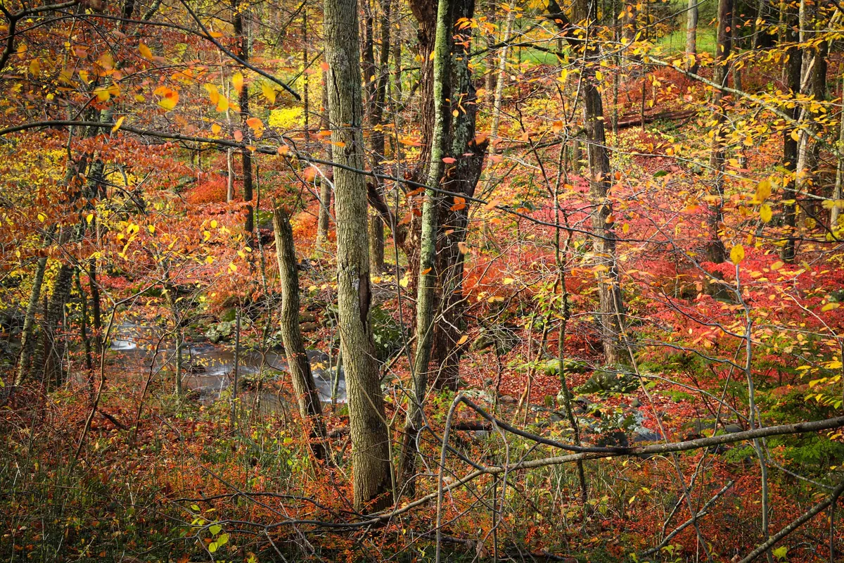 Late Fall in Connecticut