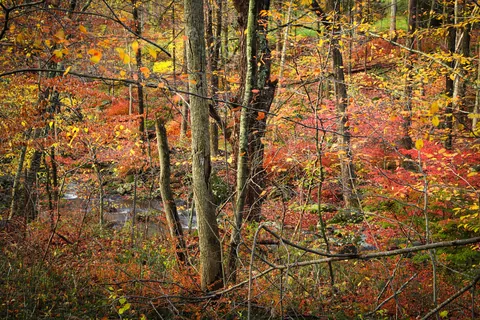 Late Fall in Connecticut