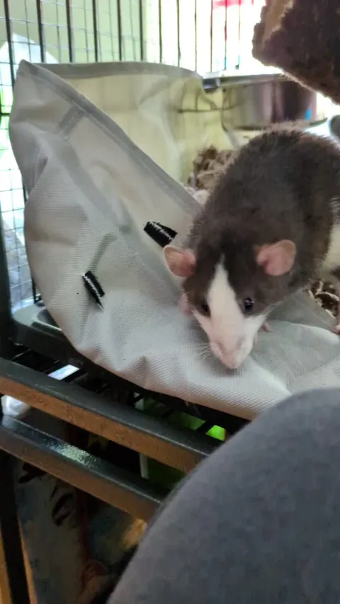 just got my rats yesterday- they are very curious!