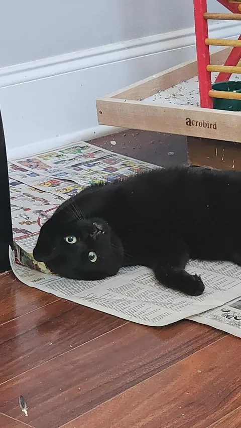 Are my cats ...okay? be honest