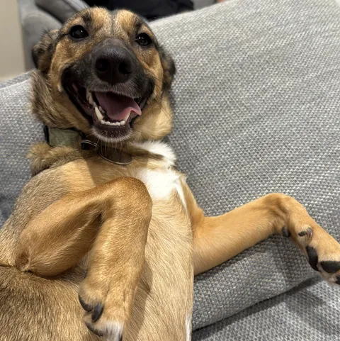 Before and after being told she can’t eat cat poo