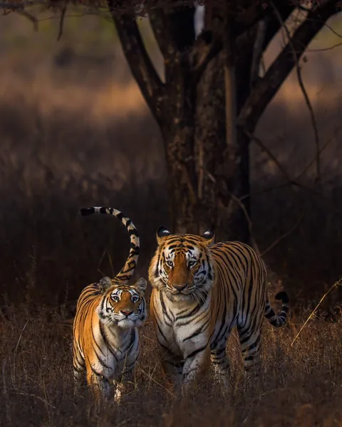 🔥Stunning shots of a gorgeous mating pair from Panna Tiger Reserve.