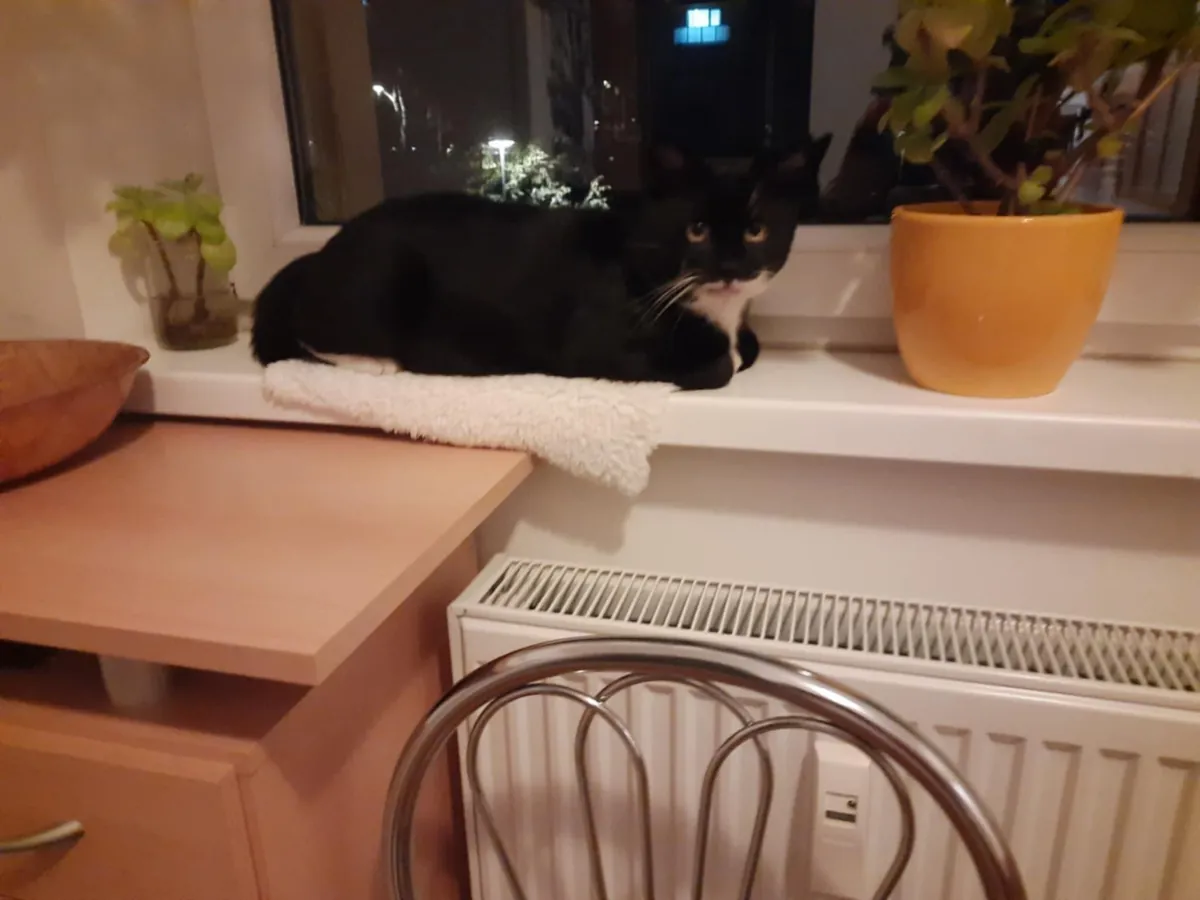 This stray cat came into our lives two months ago