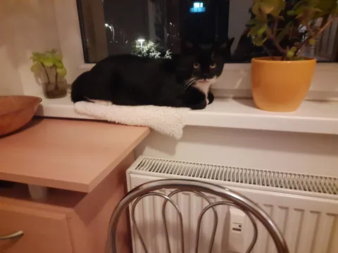 This stray cat came into our lives two months ago