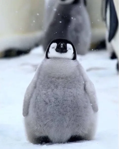 🔥 Penguin chick 🔥