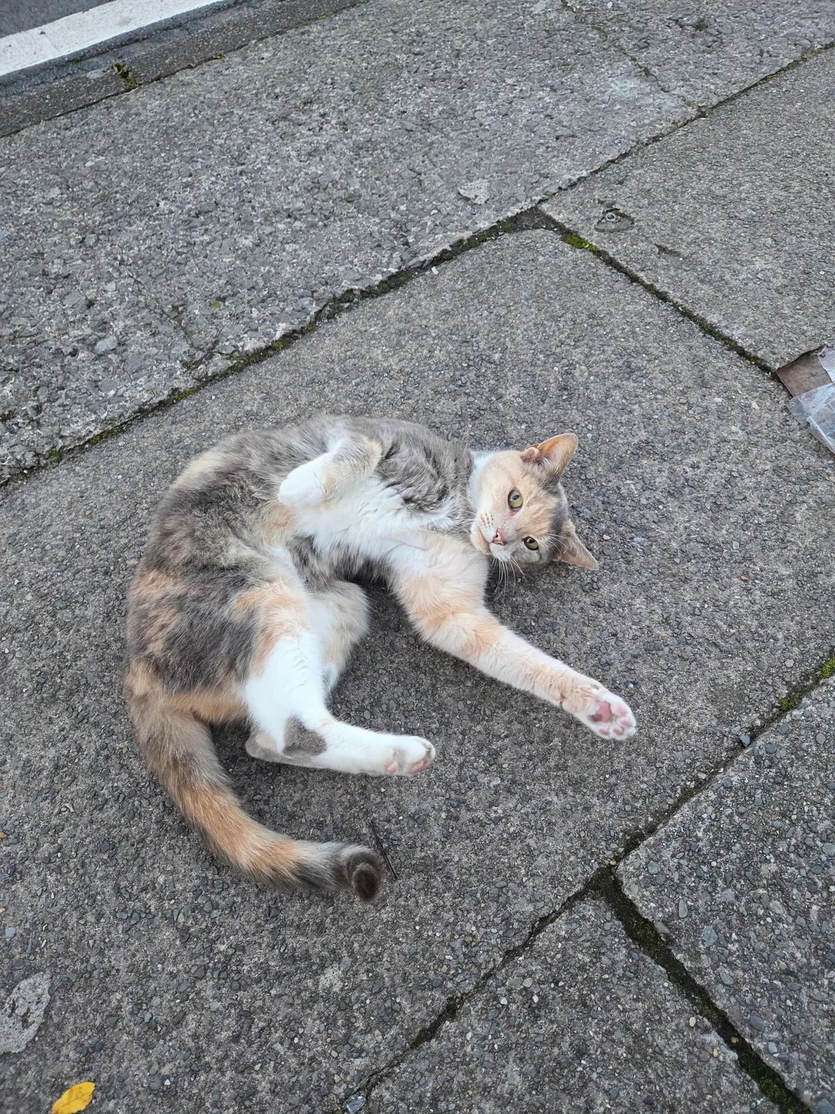 saw this beautiful lady on my way home from work 💖