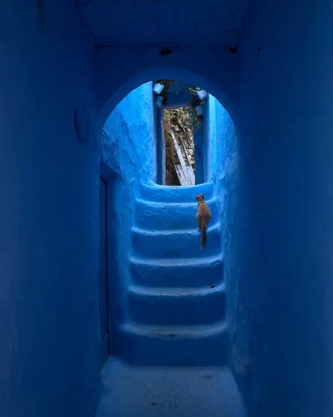 ITAP of a cat climbing some stairs in the blue town
