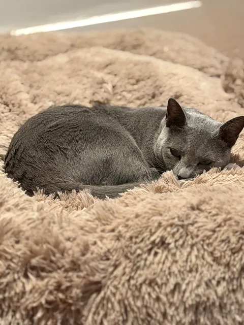My mom got a big dog bed but the dog wasn’t interested. The cat was.