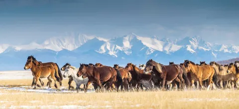 🔥 A Mongolian horse herd