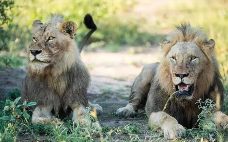 Zhaka and ZigZag didn't kill the cubs sired by the previous males when they took over the Skorro pride, which is a very rare incidence among African lions.