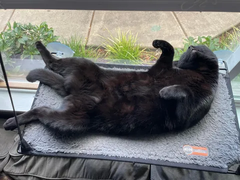 Cat so stupid it’s almost concerning?