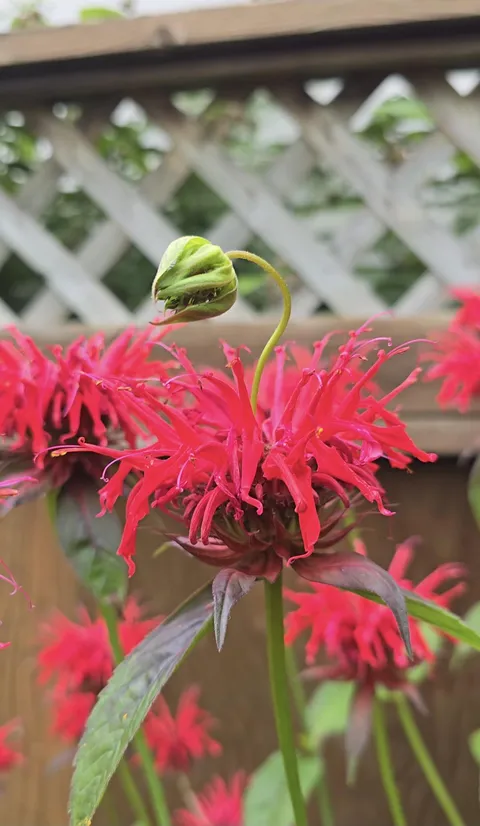 A year ago I planted purple bees balm. This year it came up red &amp; it has a flower growing on a flower.
