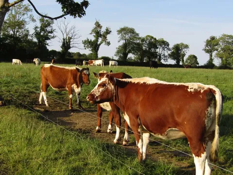 Rose and Willow are never too far apart. I often see them grazing with each other away from the rest of their herd.