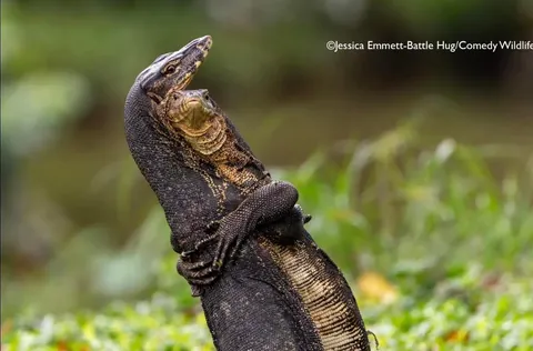 🔥 A collection of images from the Comedy Wildlife Photography Awards (2025)