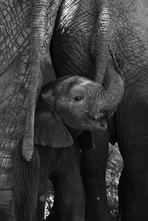 A baby elephant showing off his stick!