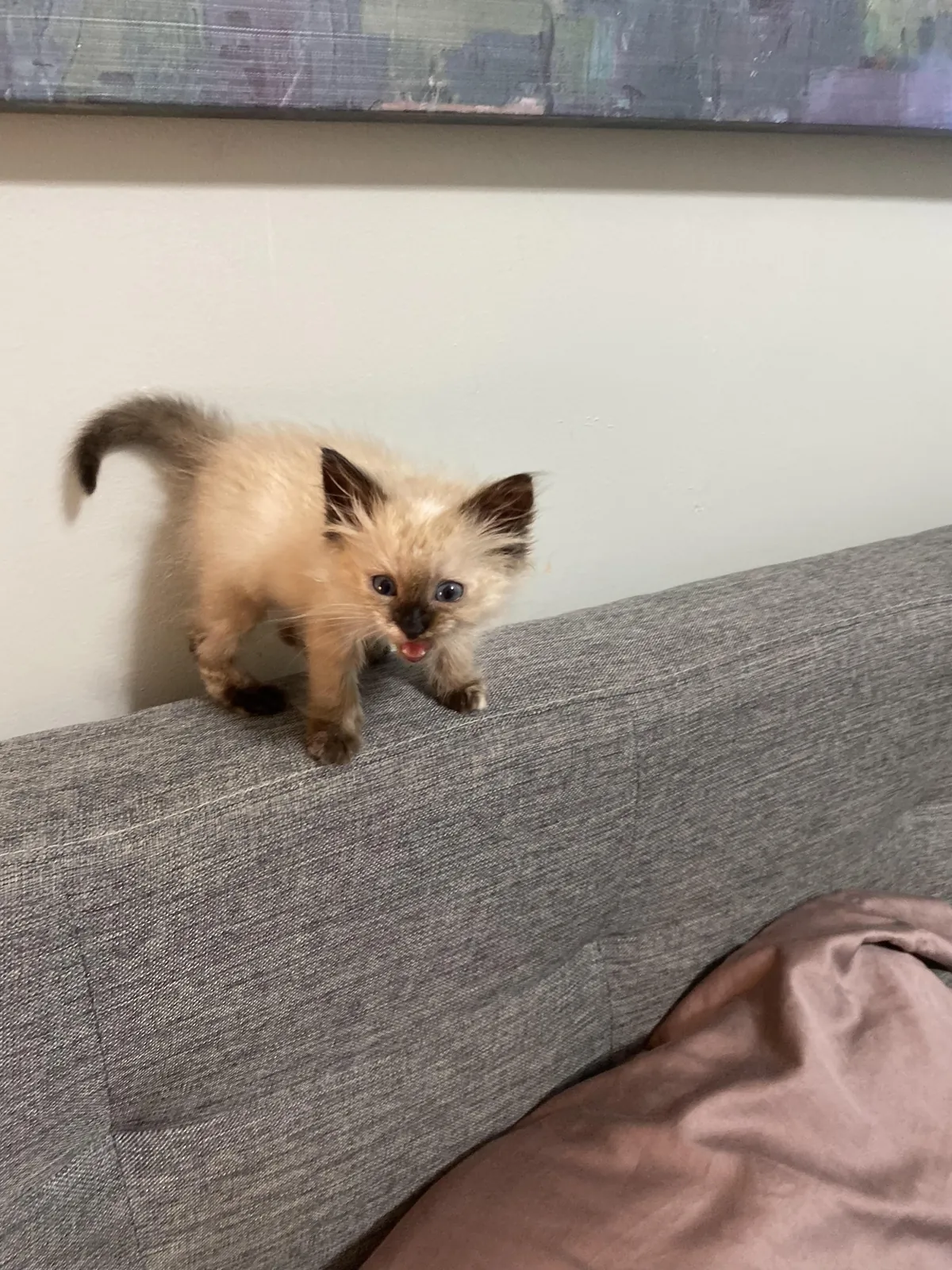 Rescued this floof from traffic, this is the thanks I get