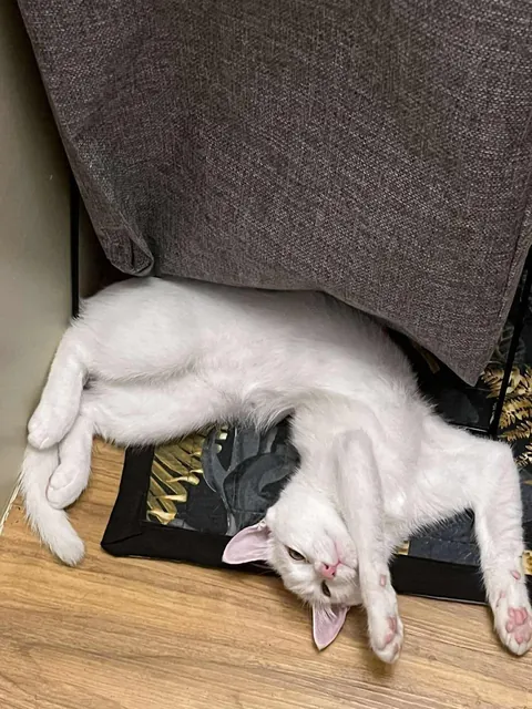 Is my cat normal? Hahahaha.