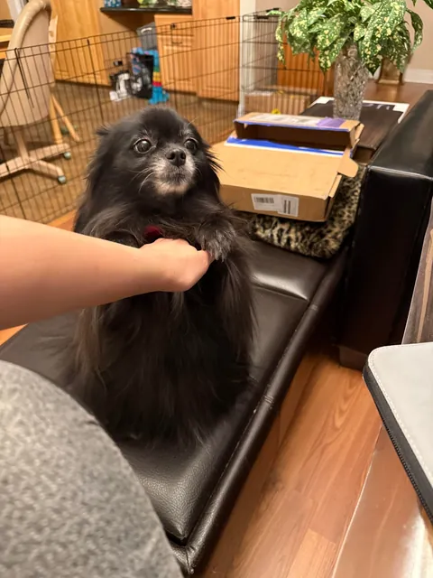 Echo likes to hold on to your arm